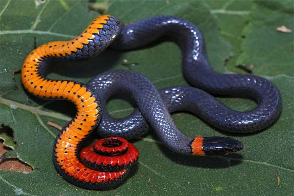 Разноцветная змея свернулась кольцами
