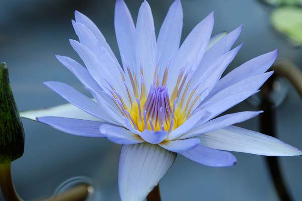 Голубая водяная лилия