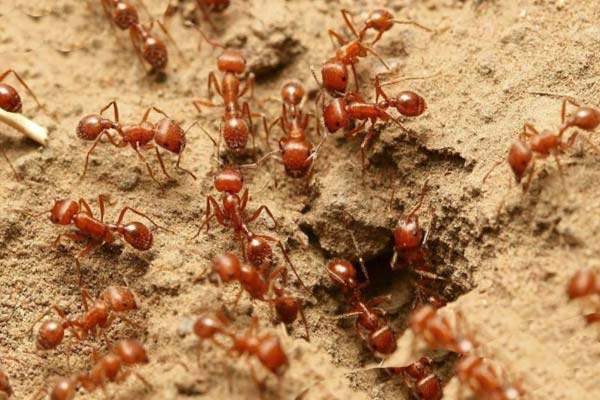 Рыжие большие муравьи за работой