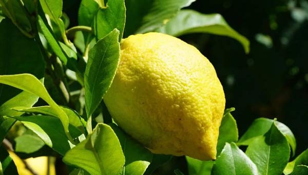 Лимон на дереве 
