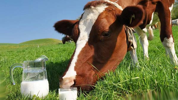 корова н6а лугу и стакан молока