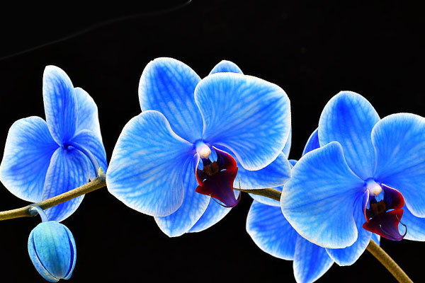 Орхидеи голубые фото