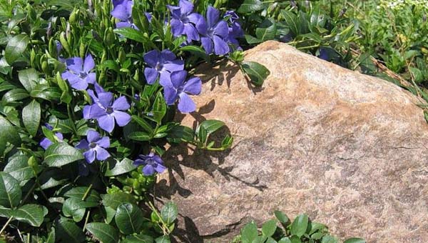 Голубые стелющиеся почто-покровные цветы у камня