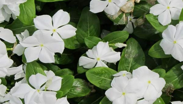 Белые цветки с зелеными листьями