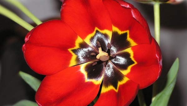 Красный тюльпан с черной середкой