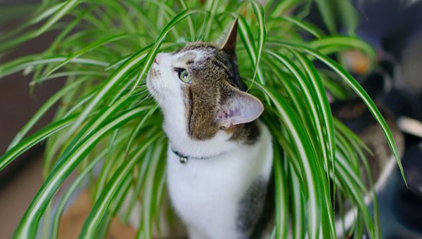Кот у цветочного горшка с растением