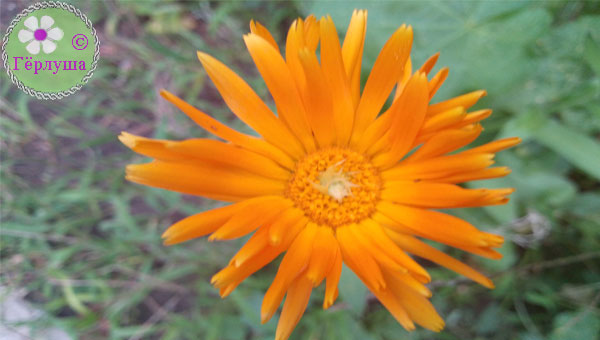 цветок календулы фото