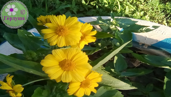 цветы желтого цвета