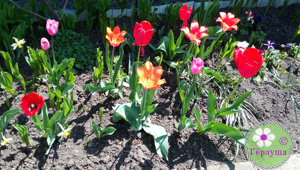 Тюльпаны на грядке в саду