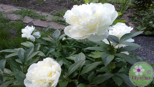 Белые пионы в саду фото
