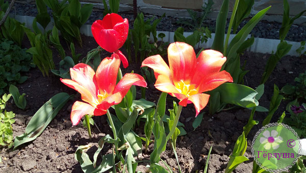Тюльпаны растущие фото 