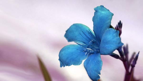 Синий цветок олеандра фото