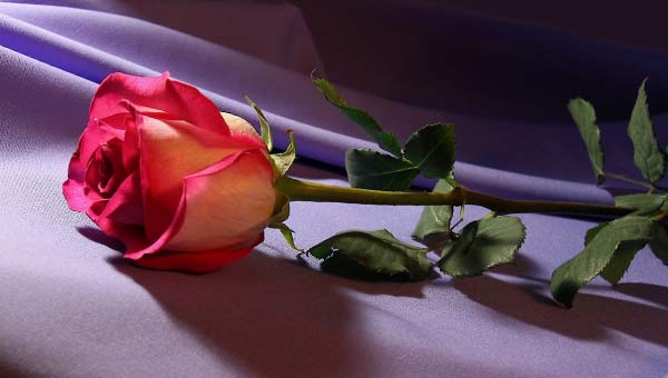 Роза на фиолетовом покрывале