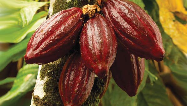плоды на стволе какао дерева