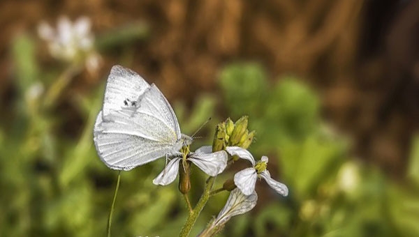 Белая бабочка на траве