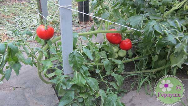 Куст томатов, подвязанный к опоре