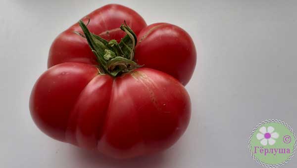 Красивый красный томат на столе фото