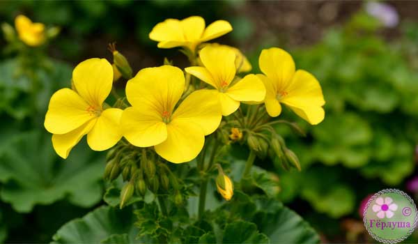 Желтые соцветия