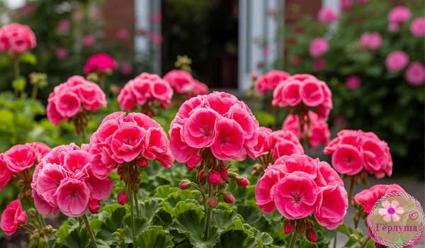 Герань в саду