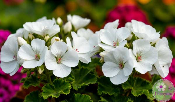 Белая пеларгония