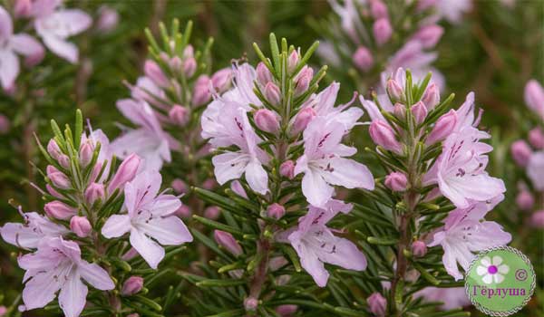 Розмарин розовый