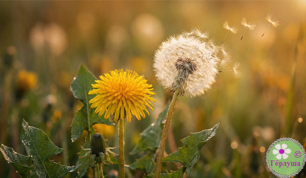 Одуванчики на поле - белый и жётый