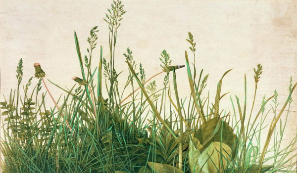 Картина Альбрехта Дюрера "Большой кусок луга"