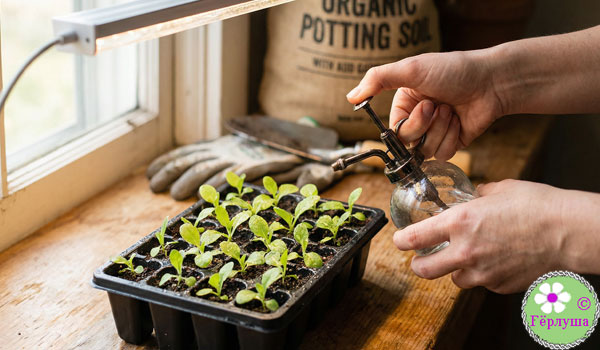 Рассада на подоконнике