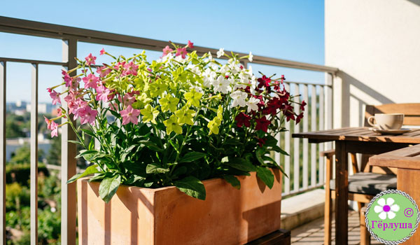 Цветы на веранде