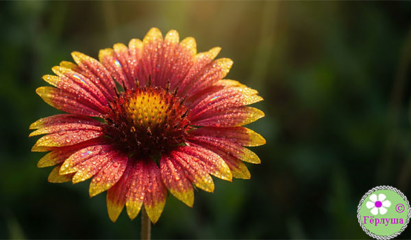 Ты моё солнышко!