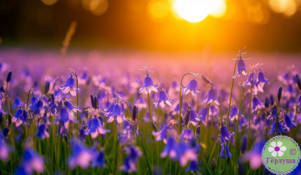 Поле с колокольчиками