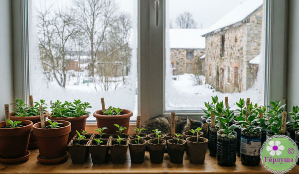 Рассада на подоконнике