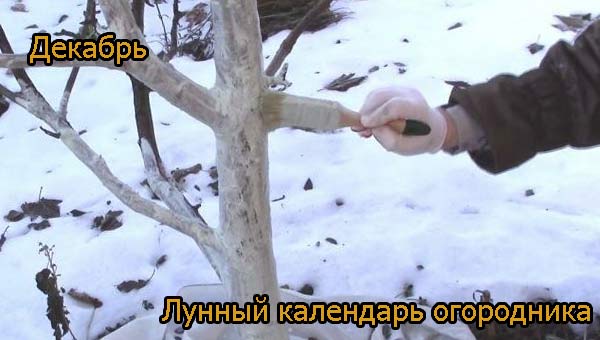 Зимняя побелка ствола дерева
